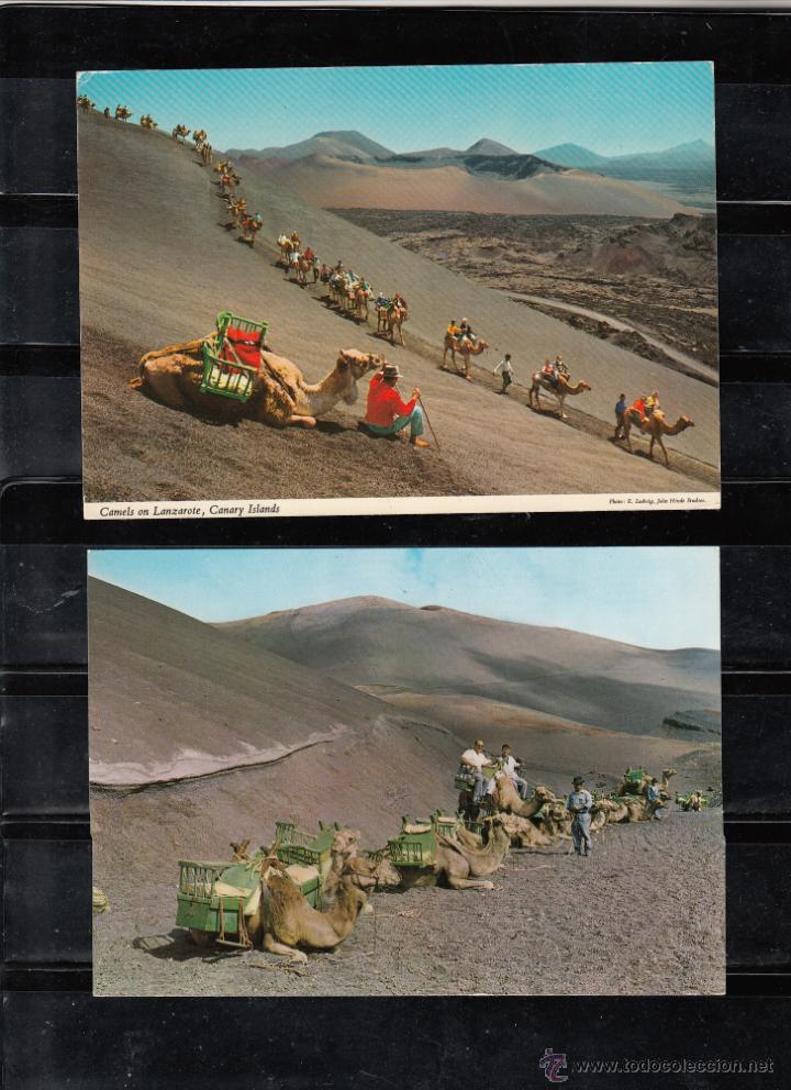 Postales: PARADA DE CAMELLOS Y CAMELLOS PARA VISITAR LA MONTA&Ntilde;A DE FUEGO. 2 POSTALES