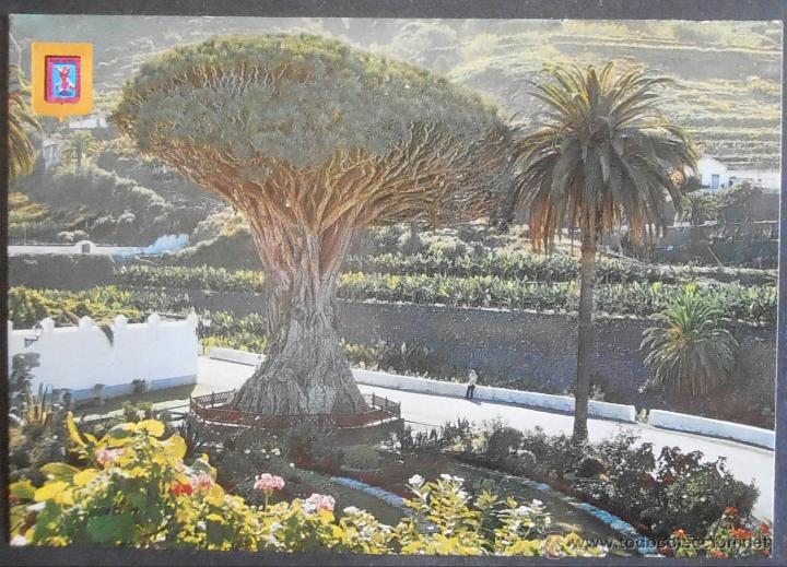 Postales: (22524)POSTAL SIN CIRCULAR,&ldquo;DRAGO MILENARIO&rdquo;,ICOD DE LOS VINOS,SANTA CRUZ DE TENERIFE,CANARIAS,CONSE