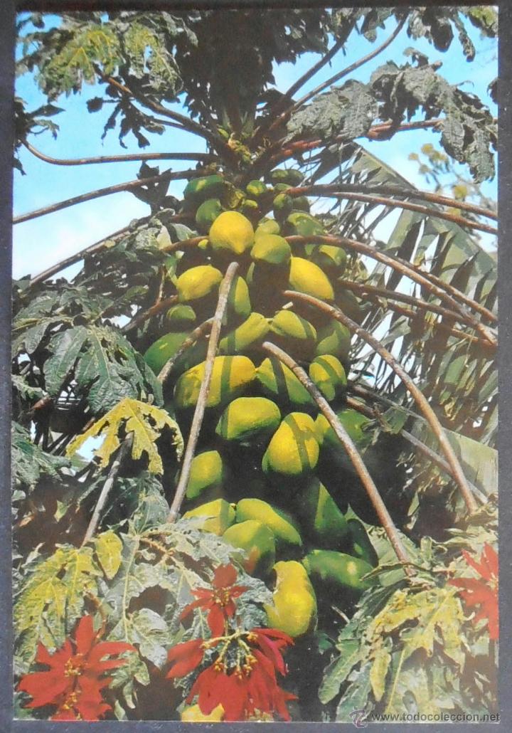 Postales: (22546)POSTAL SIN CIRCULAR,ISLAS CANARIAS; PAPAYAS Y FLORES,GRAN CANARIA,CANARIA,CANARIAS,CONSERVACI
