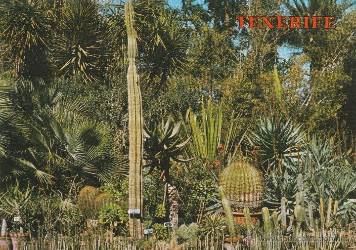 Postcards: N&ordm; 12777 POSTAL PUERTO DE LA CRUZ TENERIFE JARDIN BOTANICO