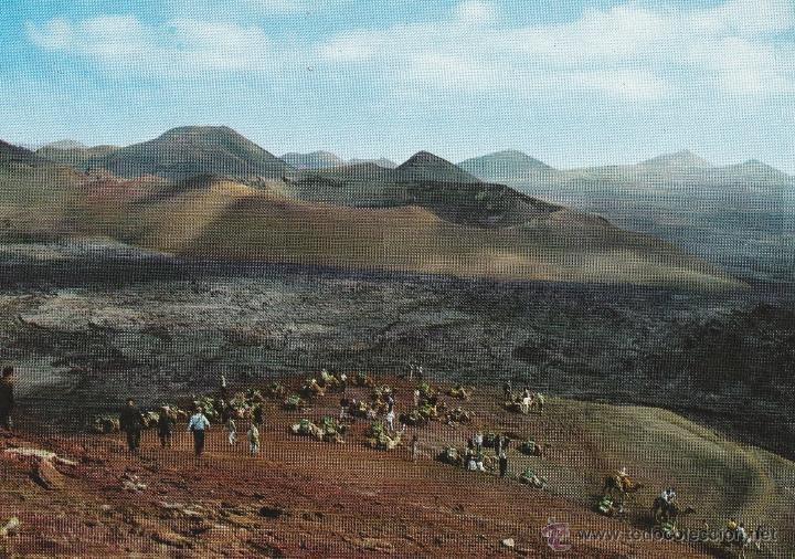 Postales: N&ordm; 14442 POSTAL MONTA&Ntilde;A DE FUEGO LANZAROTE