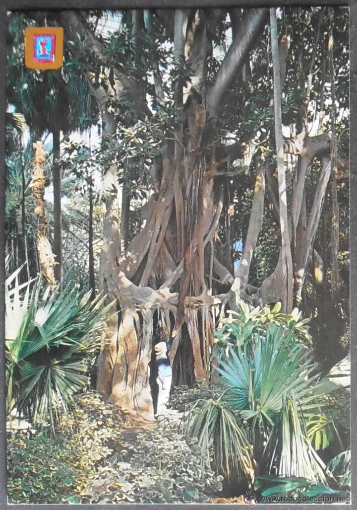 Postales: (23092)POSTAL ESCRITA,EL JARD&Iacute;N BOT&Aacute;NICO; &Aacute;RBOL DE CAUCHO,LA OROTAVA,TENERIFE,CANARIAS,CONSERVACION,