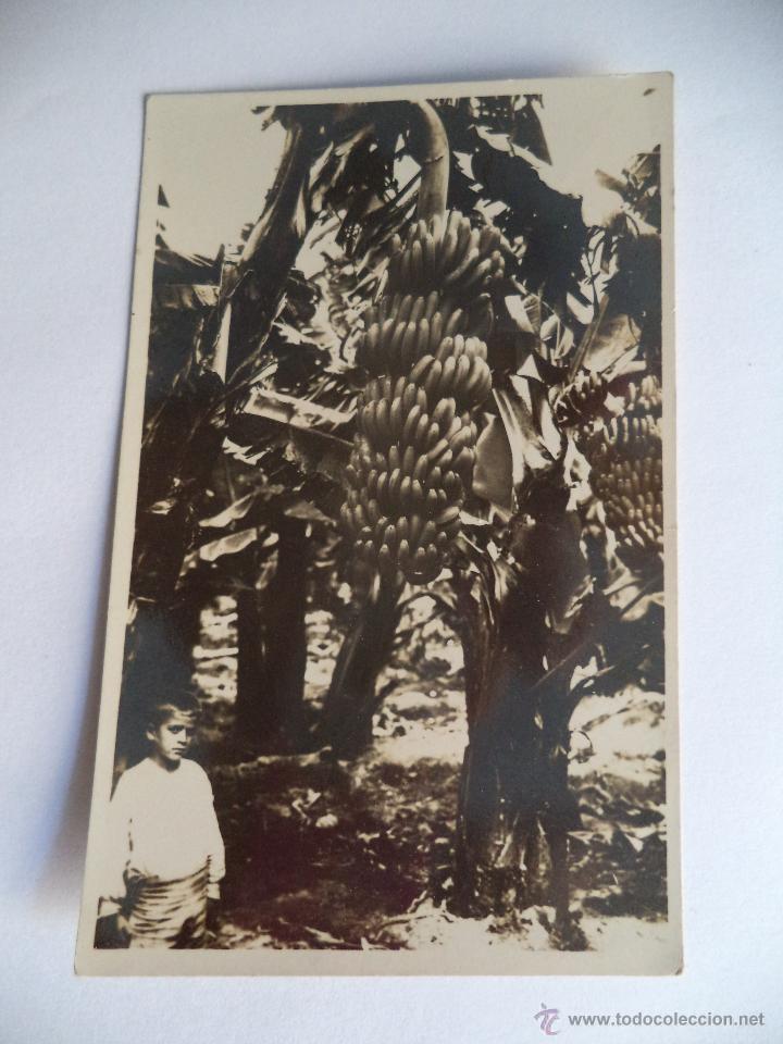 Postales: POSTAL  -PLATANERAS DE GRAN CANARIA - Foto 1