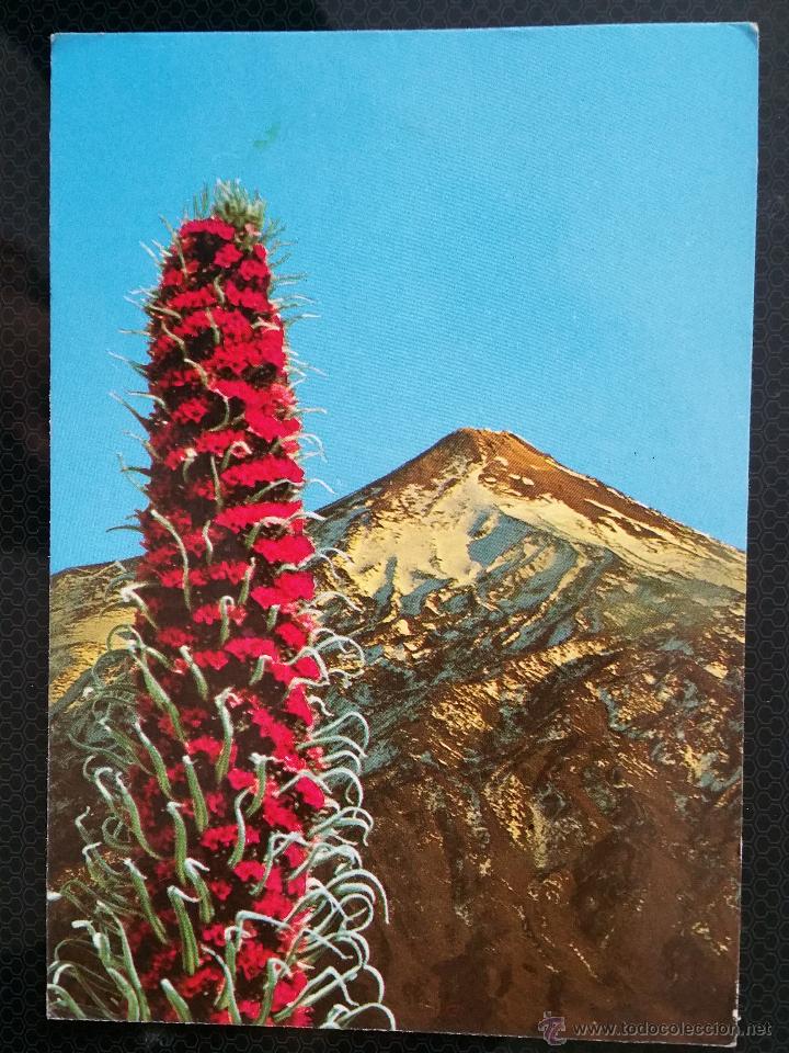 Postales: POSTAL TEIDE , TAJINASTE EN FLOR Y CRATER , CON SELLOS EN REVERSO DE 1983