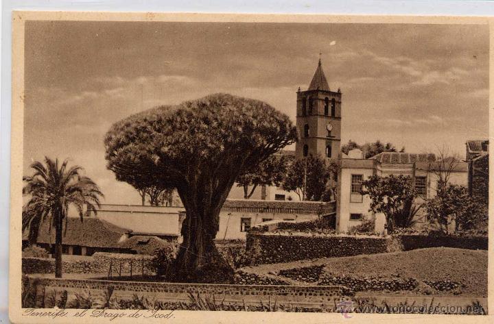 Postales: TENERIFE.- EL DRAGO DE ICOD - Foto 1