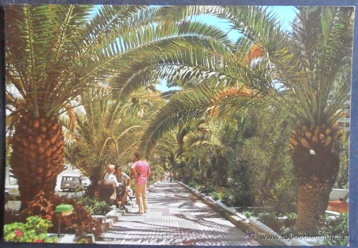 Postales: (26614)POSTAL SIN CIRCULAR,PASEO DE LAS PALMERAS,PUERTO DE LA CRUZ,SANTA CRUZ DE TENERIFE,CANARIAS,C