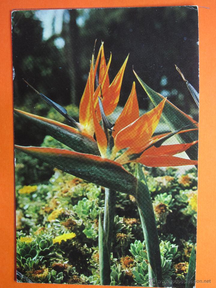 Postkarten: POSTAL - GRAN CANARIAS - FLORES DE ESTERLIZIAS - GLOBAL TRADERS - CIRCULADA 1988