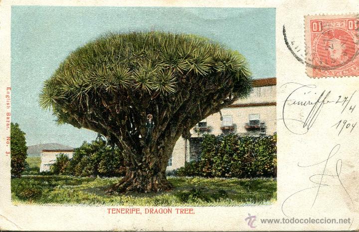 Postales: Tenerife - Dragon Tree - Foto 1