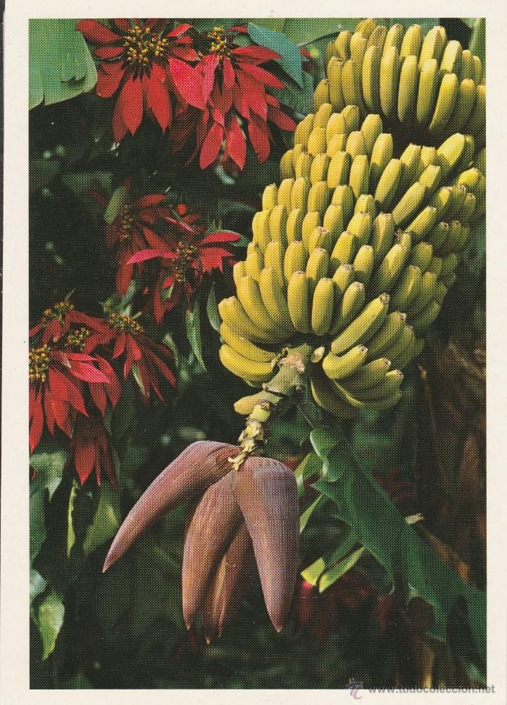 Postales: N&ordm; 25783 POSTAL TENERIFE - Foto 1