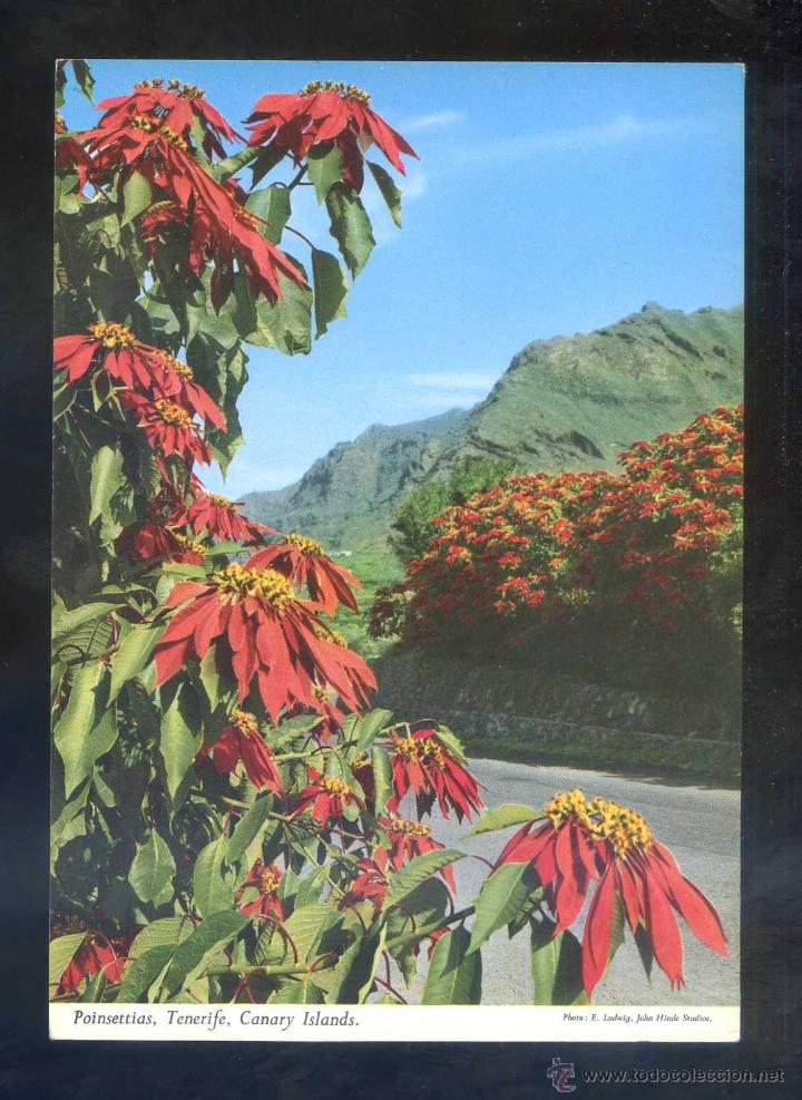 Postales: Ed. John Hinde n&ordm; 2CT-20. Nueva.
