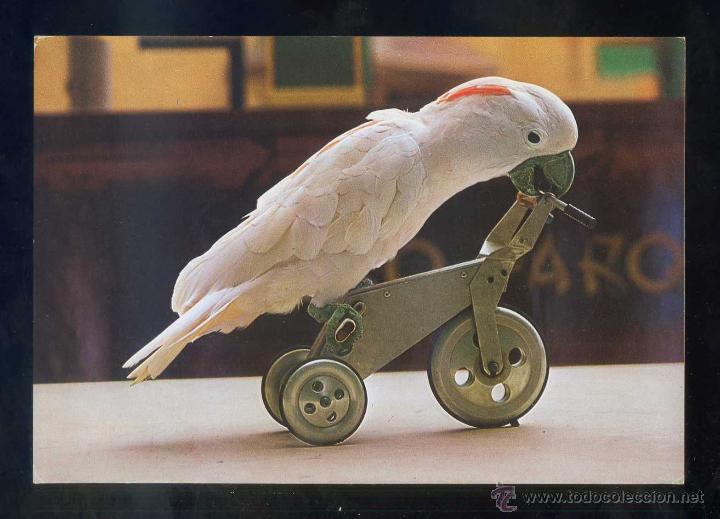 Postcards: Puerto de la Cruz *Loro Parque. Cacat&uacute;a Leo* Ed. Foto Sprint serie I n&ordm; 5007. Nueva.