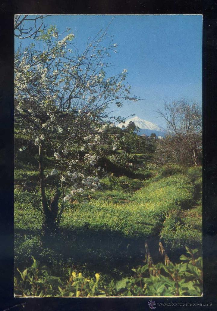 Postales: *Almendros en flor* Ed. Dist. Editorial Canaria n&ordm; 19. Imp. Bergas. Nueva.