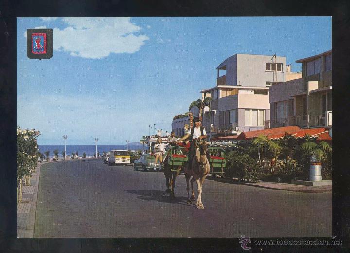 Postales: Puerto de la Cruz *Camellero...* Ed. Fisa n&ordm; 62. Nueva.