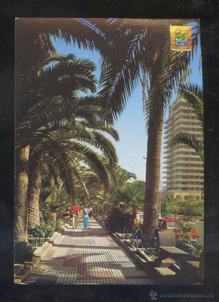 Postales: Puerto de la Cruz. *Palmeras...* Ed. Fisa n&ordm; 55. Nueva.