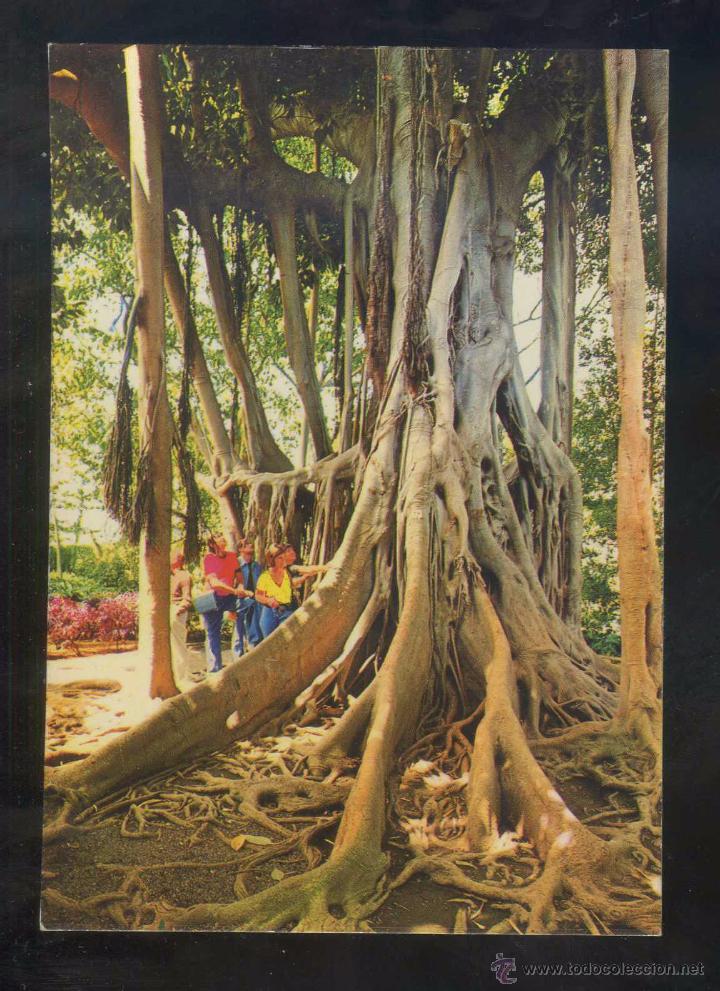 Postkarten: Puerto de la Cruz. *&Aacute;rbol del Caucho...* Ed. Eurimpex n&ordm; PU-111. Nueva.