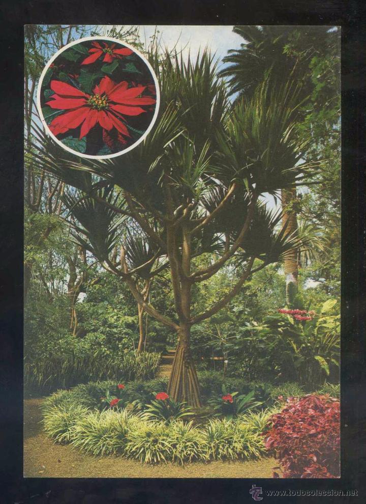 Postales: Puerto de la Cruz *Flora ex&oacute;tica...* Ed. Eurimpex n&ordm; PU-112. Nueva.