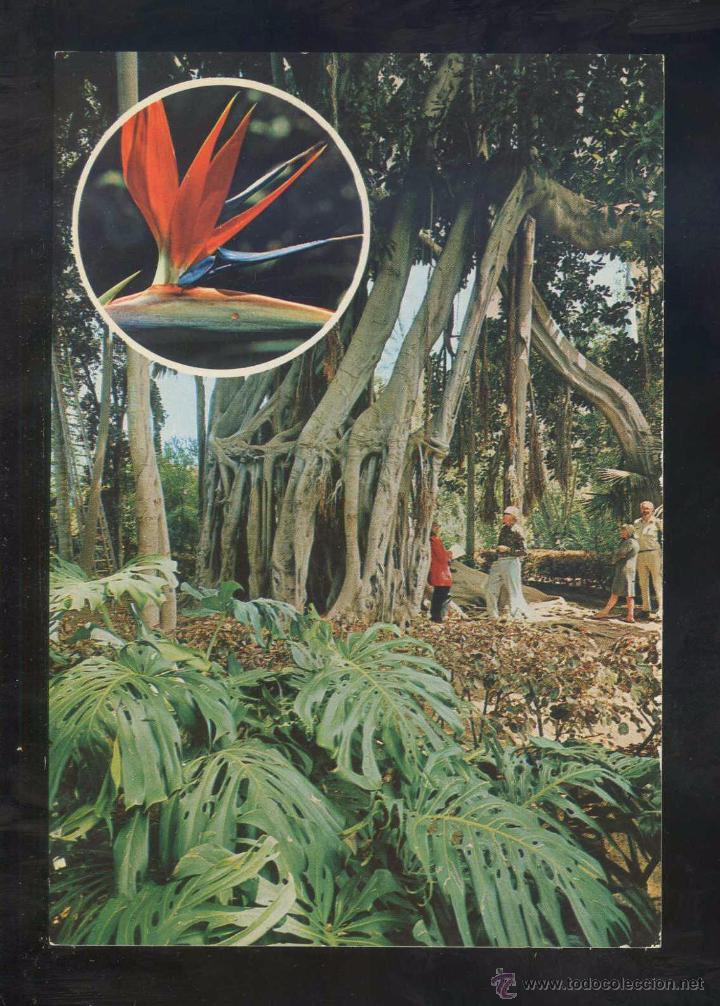 Postales: Puerto de la Cruz *Arbol...* Ed. Eurimpex n&ordm; PU-51. Nueva.