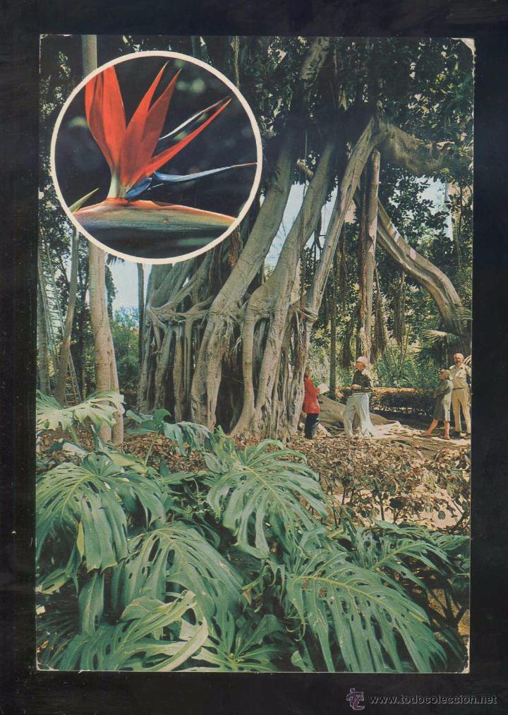 Postales: Puerto de la Cruz *Arbol...* Ed. Eurimpex n&ordm; PU-51 Circulada 1976.