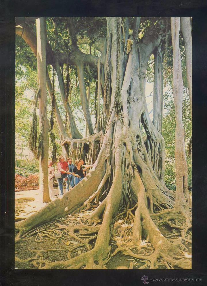 Postales: Puerto de la Cruz *Arbol...* Ed. Eurimpex n&ordm; PU-52. Nueva.
