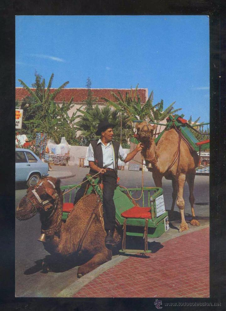 Postales: Puerto de la Cruz. *Camellos...* Ed. Gasteiz n&ordm; 2728. Nueva.
