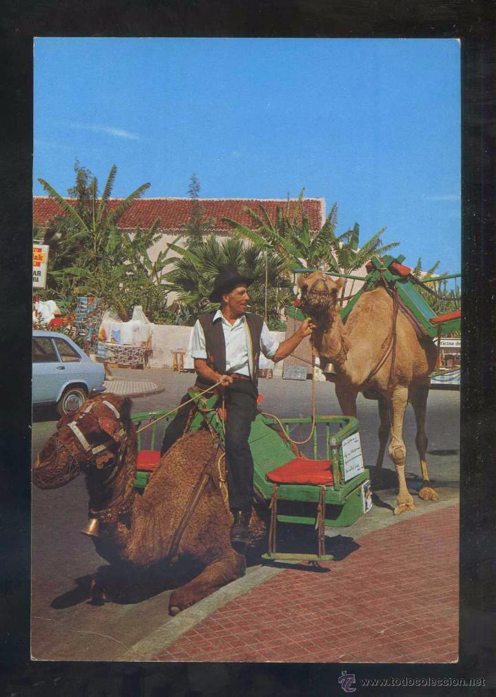 Postales: Puerto de la Cruz *Camellos...* Ed. Gasteiz n&ordm; 2728. Circulada 1971.