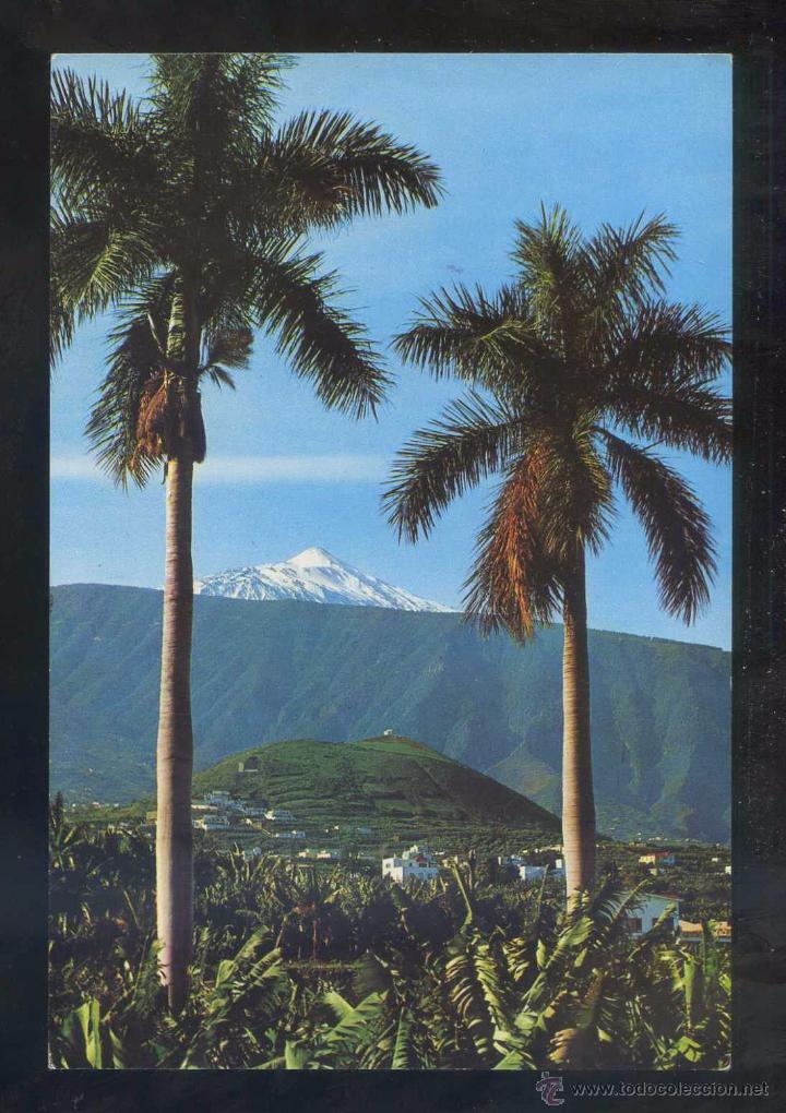 Postales: Puerto de la Cruz. Ed. Ro-Foto n&ordm; 317. Nueva.