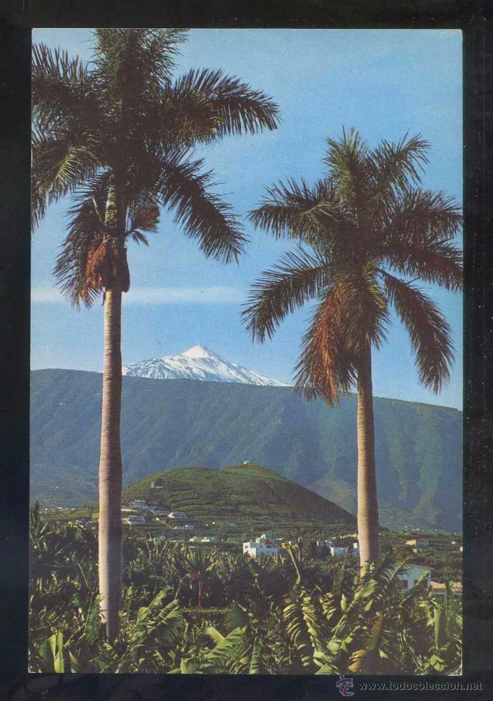 Postales: Puerto de la Cruz. Ed. Ro-Foto n&ordm; 317. Escrita.