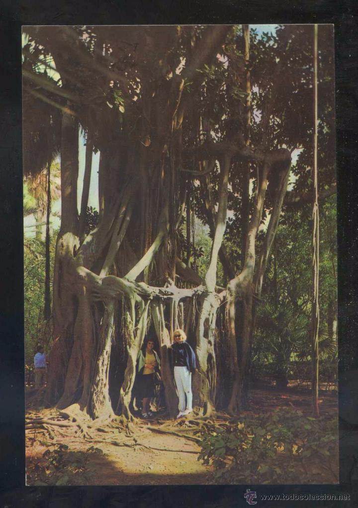 Postales: Puerto de la Cruz *Jard&iacute;n Bot&aacute;nico* Ed. Ro-Foto n&ordm; 314. Nueva.