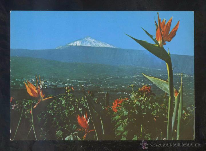 Postales: Puerto de la Cruz *Paisaje...* Ed. Ro-Foto n&ordm; 388. Nueva.