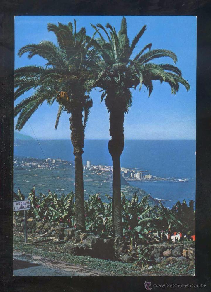 Postales: Puerto de la Cruz. *Palmeras...* Ed. Ro-Foto n&ordm; 400. Nueva.