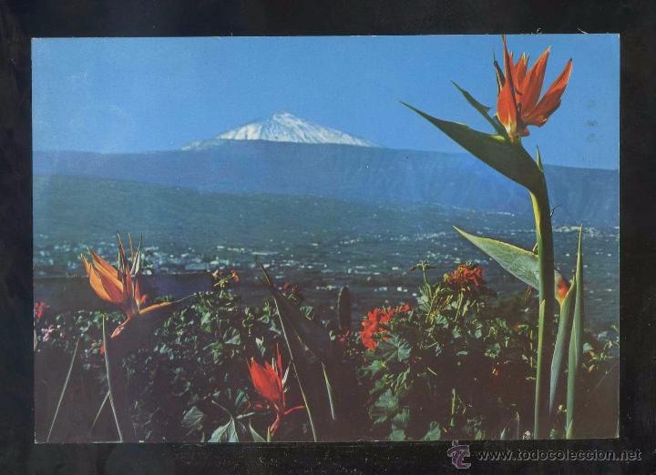 Postales: Puerto de la Cruz *Paisaje...* Ed. Ro-Foto n&ordm; 388. Circulada.