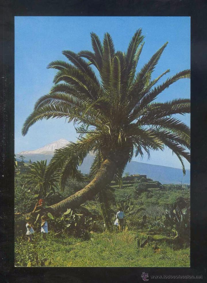 Postales: Teide. *Palmeras...* Ed. Bergas n&ordm; 5-EC. Nueva.