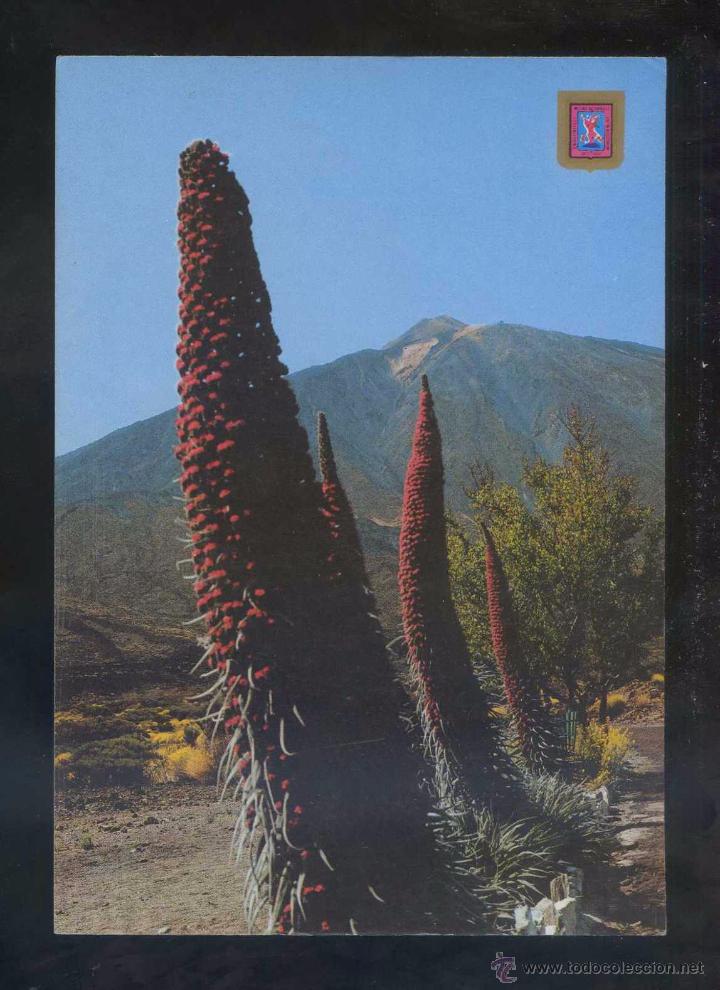 Postales: Teide. *F. Tajinaste...* Ed. Fisa n&ordm; 48. Circulada.