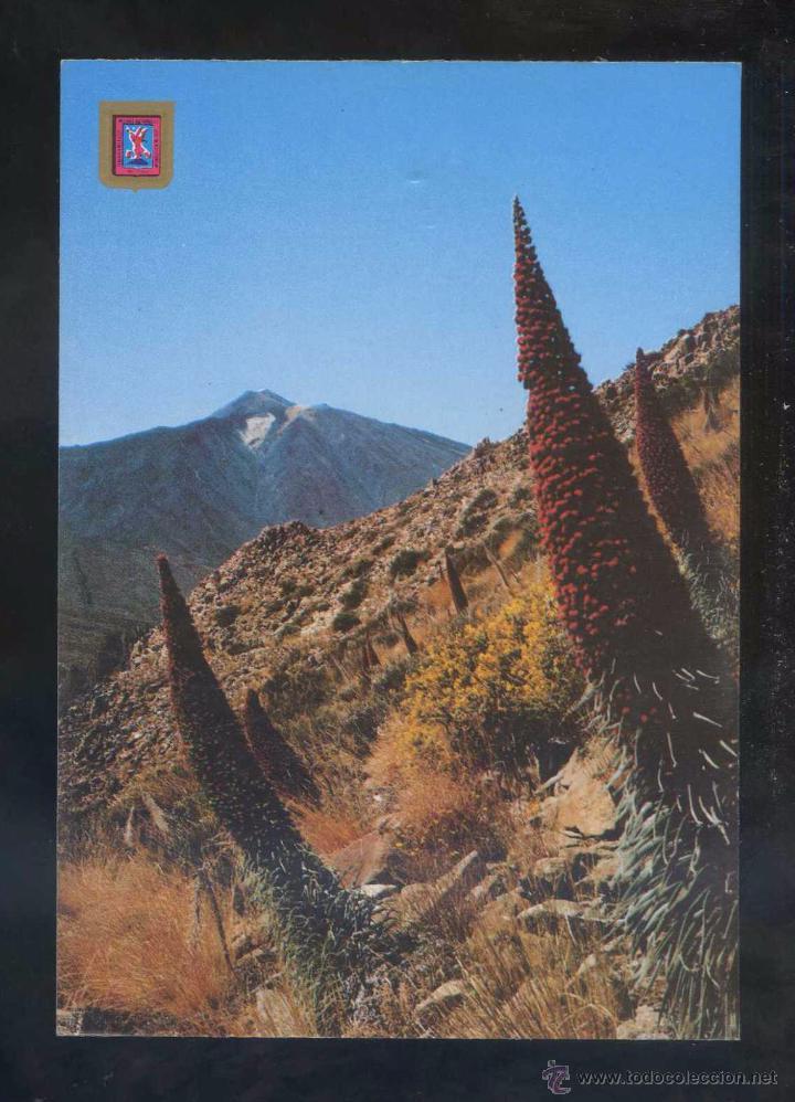 Postales: Teide *F. Tajinaste...* Ed. Fisa n&ordm; 51. Nueva.