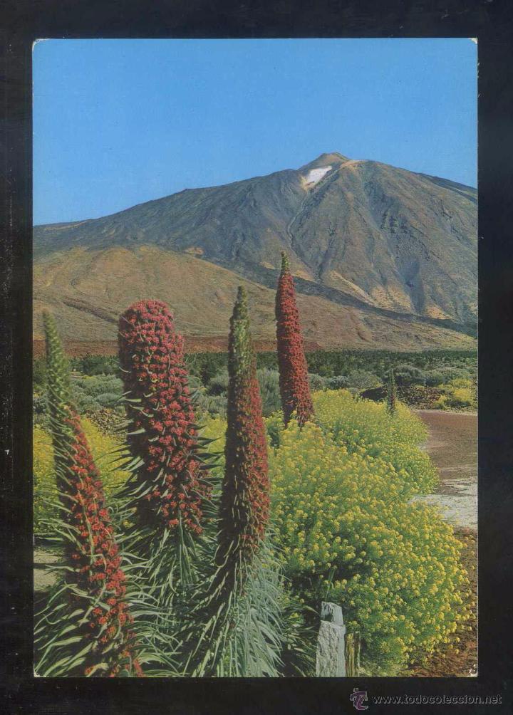 Postales: Teide. *Tajinastes...* Ed. Gasteiz n&ordm; 2065. Nueva.