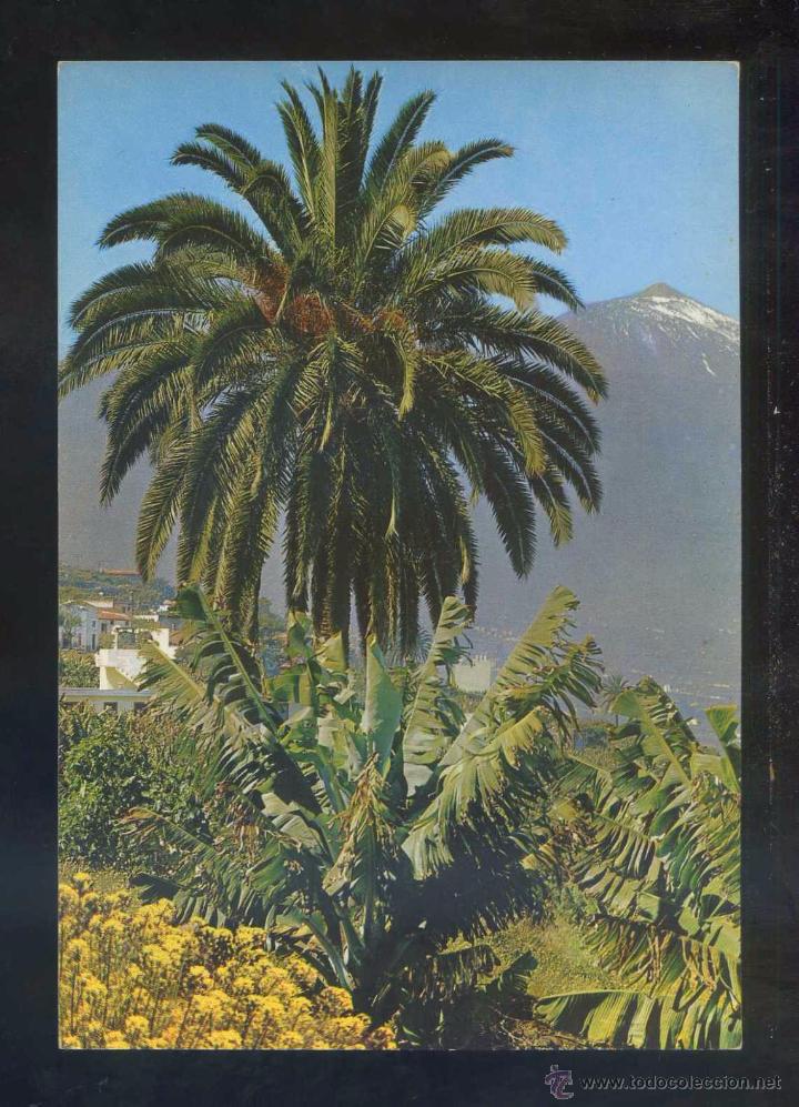 Postales: Teide. *Paisaje...* Ed. Gasteiz n&ordm; 2244. Nueva.