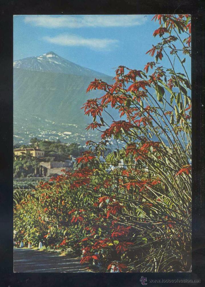 Postales: Teide *Flores...* Ed. Gasteiz n&ordm; 2302. Circulada 1968.