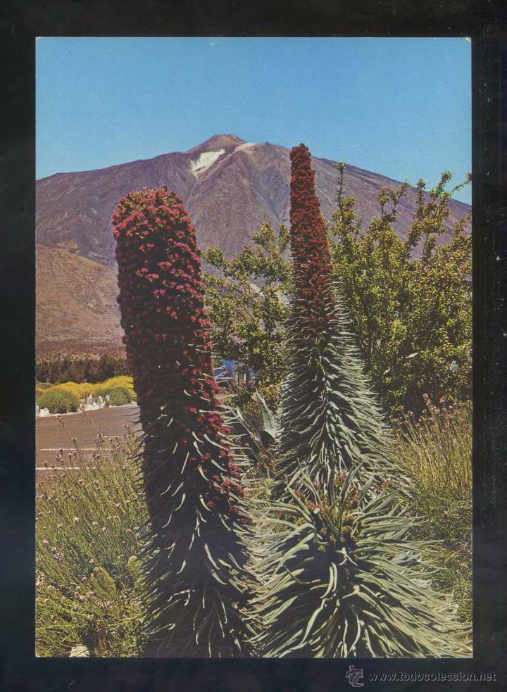 Postales: Teide *Tajinastes...* Ed. Gasteiz n&ordm; 2903. Nueva.