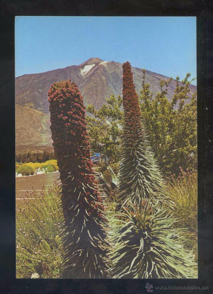 Postales: Teide *Tajinastes...* Ed. Gasteiz n&ordm; 2903. Circulada.