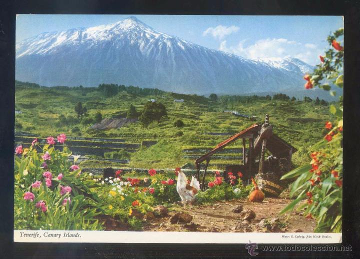 Postales: Teide *Al fondo...* Ed. John Hinde n&ordm; 2CT-46. Circulada 1969.