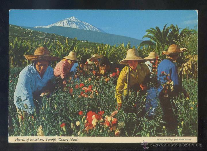 Postales: Teide *Es tierra de flores...* Ed. John Hinde n&ordm; 2CT-205. Nueva.
