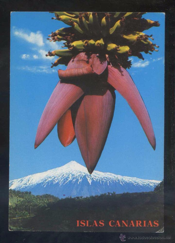 Postales: Teide *Flor del pl&aacute;tano...* Ed. Perla n&ordm; 3149. Nueva.