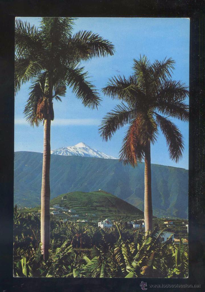 Postales: Teide *Plantaci&oacute;n...* Ed. Ro - Foto n&ordm; 317. Nueva.