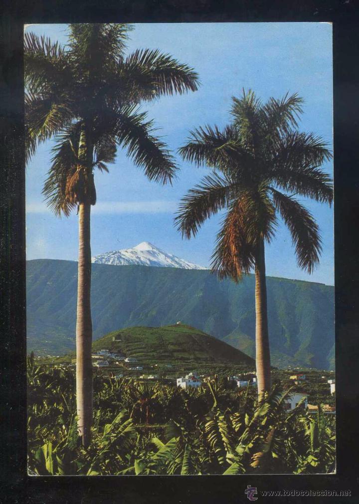 Postales: Teide *Plantaci&oacute;n...* Ed. Ro - Foto n&ordm; 317. Circulada 1969.