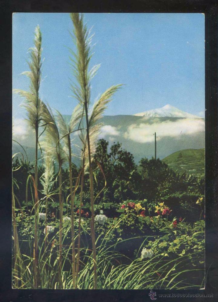 Postales: Teide *Motivo t&iacute;pico* Ed. Fotocolor Valman n&ordm; 289. Nueva.