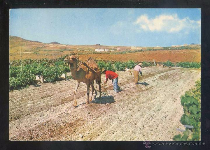 Postkarten: *Arando con camello* Ed. Gasteiz n&ordm; 2087. Circulada 1977.