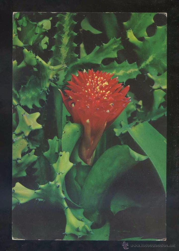 Postais: *Flores...* Ed. Gasteiz n&ordm; 2097. Nueva.