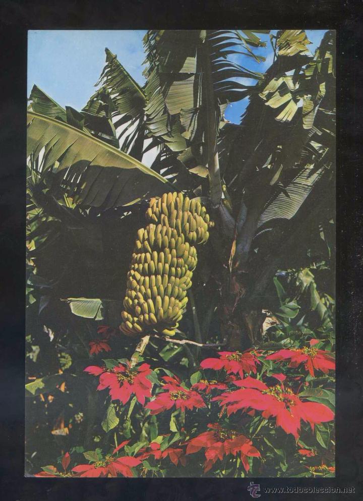 Postales: Tenerife. *Racimo...* Ed. Arribas n&ordm; 38. Nueva.