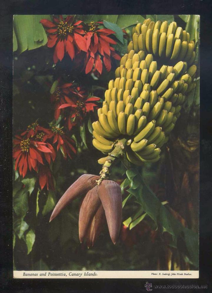 Postales: *El pl&aacute;tano...* Ed. John Hinde n&ordm; 2CTG-36. Nueva.