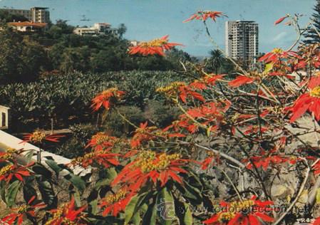 Postales: PUERTO DE LA CRUZ - FLORES DE PASCUAS ENTRADA DEL PUEBLO - ED. IRIS MEXICHROME - A&Ntilde;OS 70 - ESCRITA